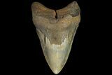 Fossil Megalodon Tooth - North Carolina #109797-1
